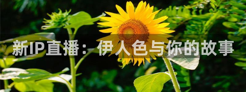 360体育足球直播吧：新IP直播：伊人色与你的故事